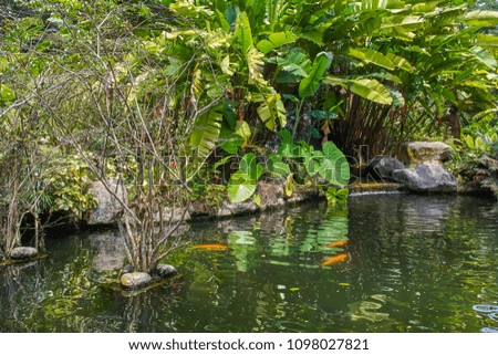 Perdana Botanical Garden small pond with koi fish view in Kuala Lumpur, Malaysia