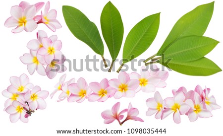 Close up of Pink Plumeria or Frangipani flowers blooming and green leaf (Hawaii, Hawaiian Lei Flower, Bali, Shri-Lanka, Spa) Collection of green leaves isolated on white background with clipping path