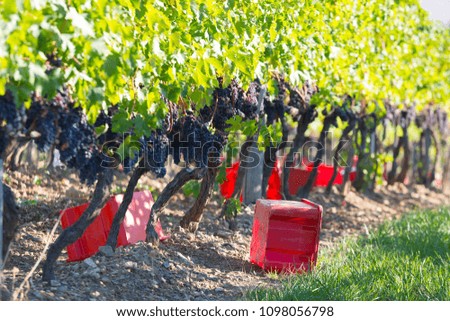Gathered ripe grapes in a red boxs are on the ground