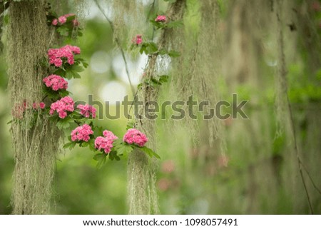 pink hawthorn blossoms among mossy lichen