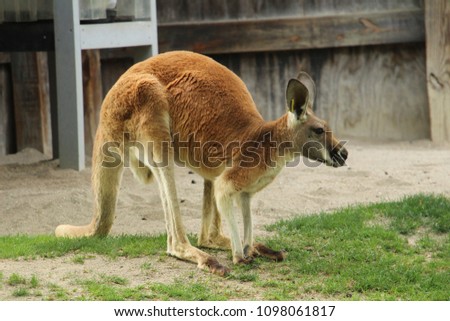 Single kangaroo in zoo. Columbus Zoo, Ohio