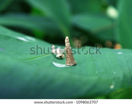 Caterpillar cones on the leaves