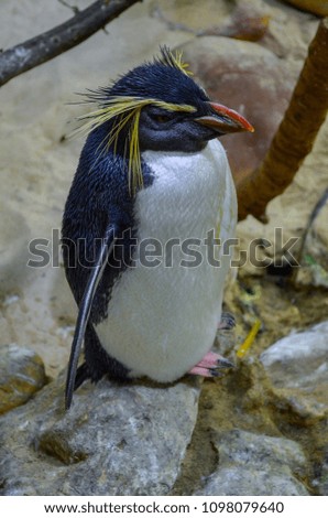 Golden-haired penguin closeup
