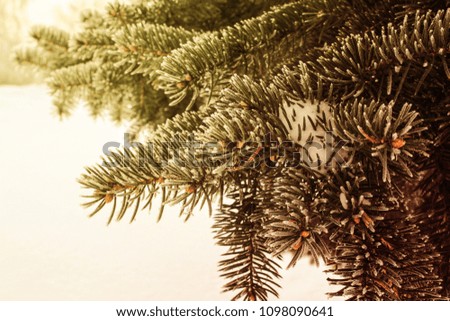 branches of a coniferous tree, a Christmas tree, a winter plant