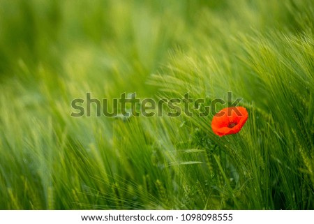 A closeup of a blooming red poppy and in the background some green ears of wheat before harvest on a sunny day