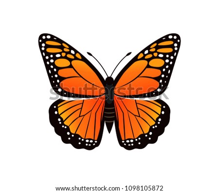 Viceroy limenitis archippus butterfly of orange color with ornaments and decorated wings, morpho insect vector illustration isolated on white