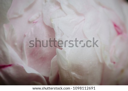 Pink peony flower in bloom close up