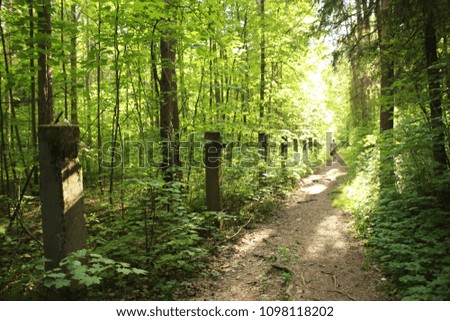 The path and fence support posts in May spring green forest in sunny day