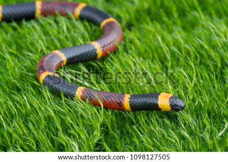 Venomous Eastern Coral Snake (Micrurus fulvius)