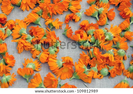 colorful calendula fresh blossoms on linen cloth