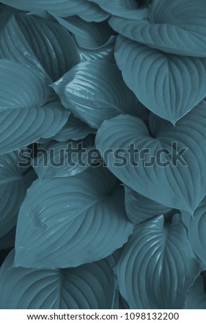 Background of the hosta leaves