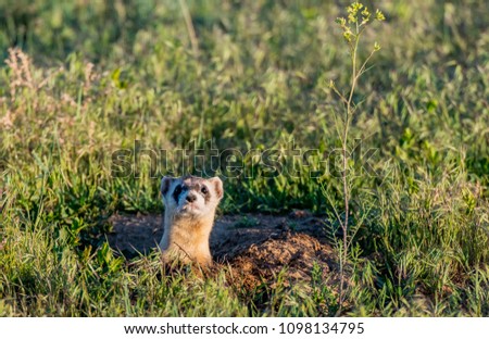 A Black-footed Ferret on the Colorado Prairie Royalty-Free Stock Photo #1098134795