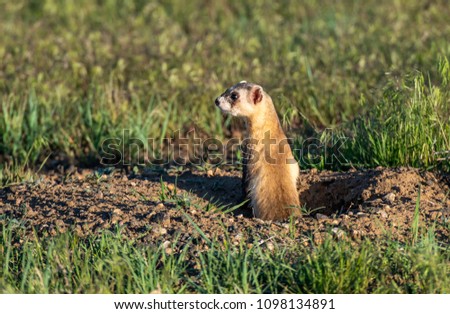 A Black-footed Ferret on the Colorado Prairie Royalty-Free Stock Photo #1098134891