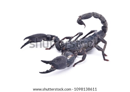 Black scorpion ready to fight isolated on white background, (Giant forest scorpions, Emperor Scorpion)