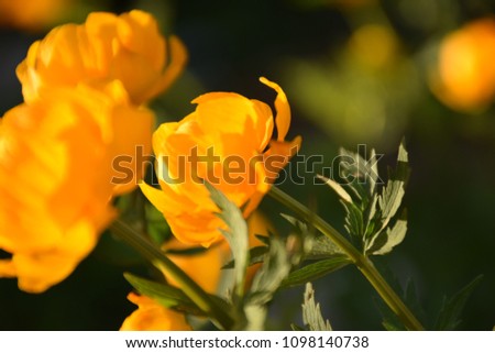Yellow Flowers in the Garden. Spring Flowers. Stock Photo
