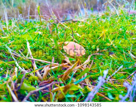 Mushrooms on a green glade