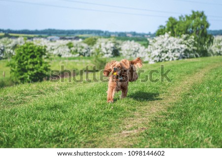 Golden Cocker Spaniel puppy dog running on green grass with a yellow ball in his mouth