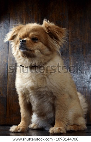 little dog on wooden background