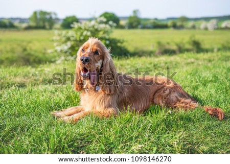 Golden Cocker Spaniel puppy dog laying down on green grass with his tongue sticking out