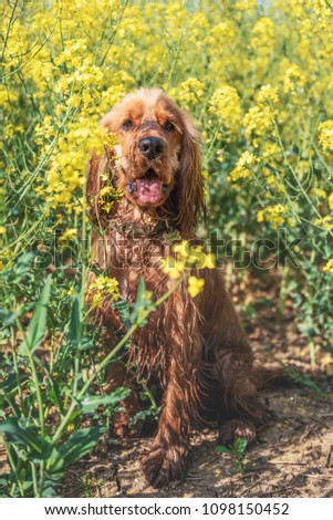 Golden Cocker Spaniel puppy dog sitting in a farmers field full of yellow flowers