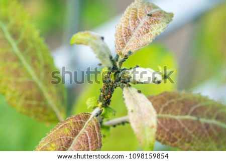 The flock of small black aphids on a stem of a plant