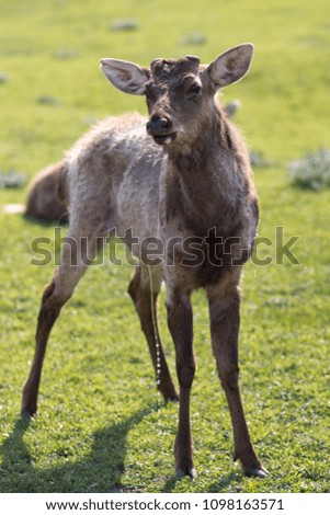 Close up of Deer in Field