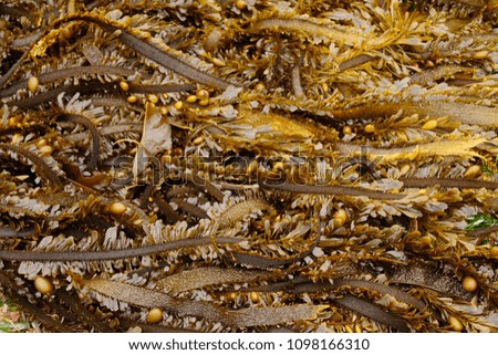 Brown seaweed kelp at low tide near  Devil's Punchbowl,  Otter beach, Newport, Oregon