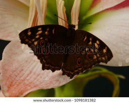 Butterfly on pollen of Star Lily flower.