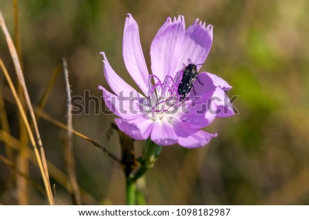 Beetle inside Pink Petaled Flower