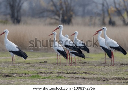 Spain.block of storks