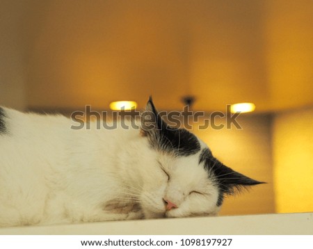 Cat sleeping in cafe