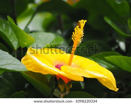 Bright yellow flower of hibiscus with green leaf blur background.