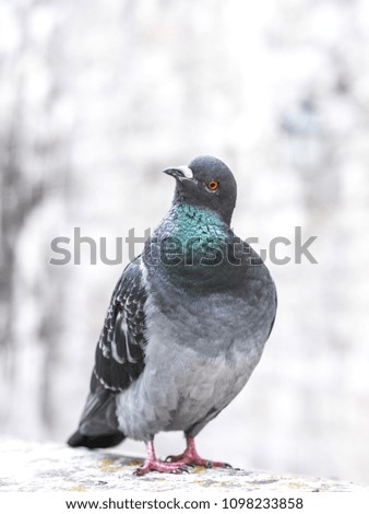 Close up photograph of a single gray colored pigeon standing on top of a masonry wall or railing with colorful collar tilting its head on an odd angle in interest making for a funny animal picture.
