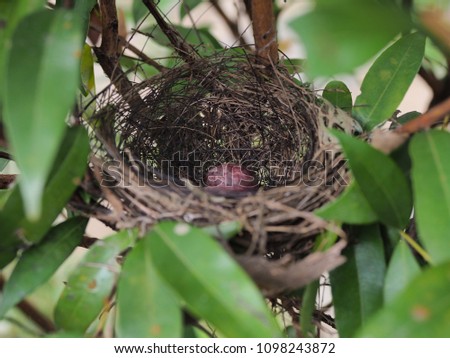 Two eggs are in a small bird's nest on the tree with  some blur , Selective focus is on the eggs.
