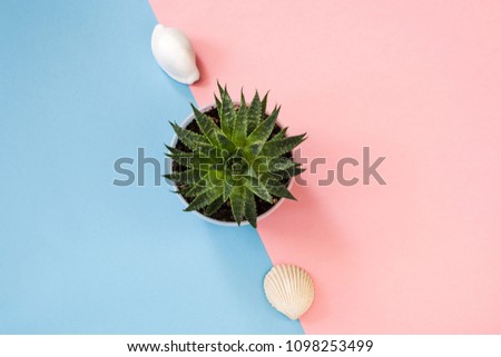 Top view to green succulent plant and two seashells on pastel blue-pink background.
