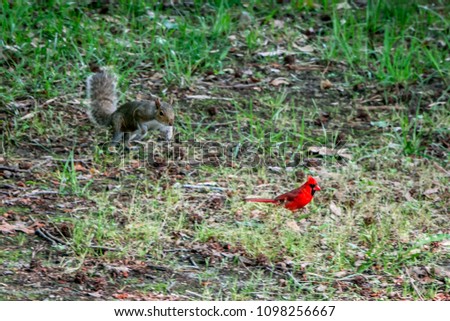 Northern cardinal and  Squirrel are chasing in my backyard. The bird is a beautiful red bird from Virginia, USA. This is actions picture. It is blurry but get the motion of fun between both of them.