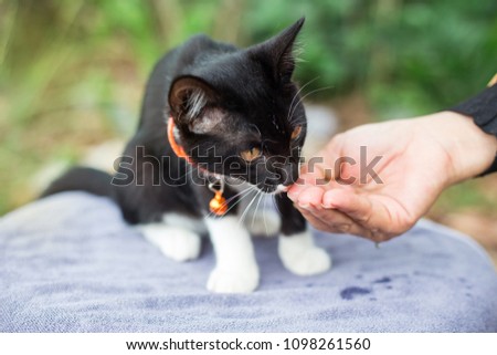 Black kittens are drinking water from a woman's hands on a natural blurred background