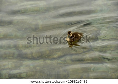 A small duckling floats on the water. Protection of Nature.