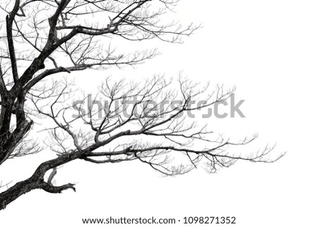 Part of single old and dead tree isolated on white background,Dead branches of a tree on white background