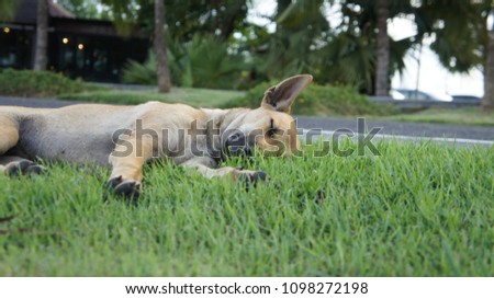 a dog sleep on green grass , chic and cool life