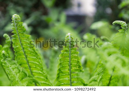 Fern during spring. Slovakia