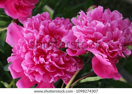 Blooming pink peonies, flower Bush.