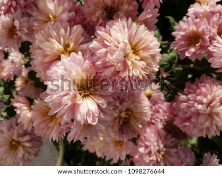 Beautiful pink chrysanthemum as background picture. Chrysanthemum wallpaper, chrysanthemums in autumn.