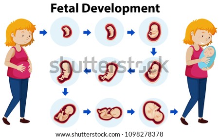 A Vector of Fetal Development illustration
