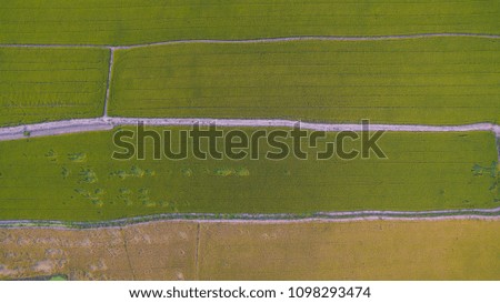 Aerial shot top view of Rice field Pathum Thani ,Thailand 