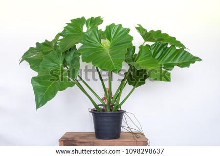 Big philodendron”elephant ear” plant in pot on old wooden table on white wall background