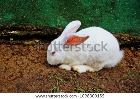 clean white rabbit 