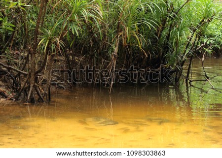 Multiple fish in the stream and waterside forest