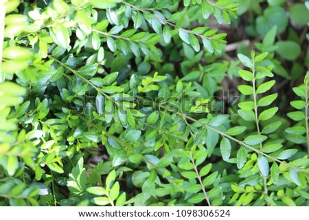 Close up outdoor view of Lonicera pileata shrub, also called box-leaved honeysuckle, Caprifoliaceae family. Pattern of small, glossy and evergreen leaves. Picture taken in France during spring.