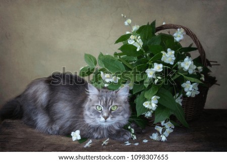 Beautiful  siberian cat with a basket of jasmine flowers